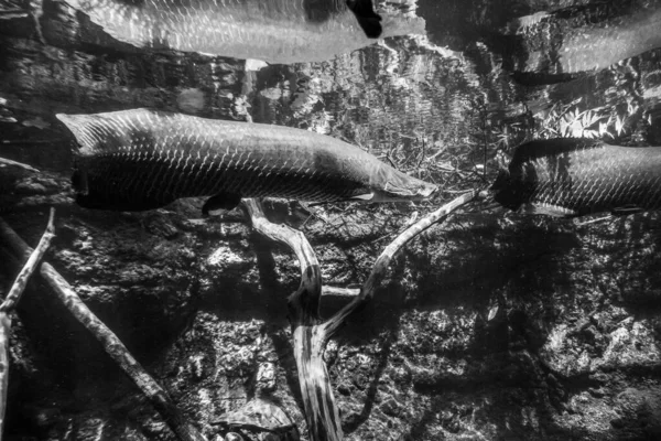 魚のきれいな水中世界海藻海 — ストック写真