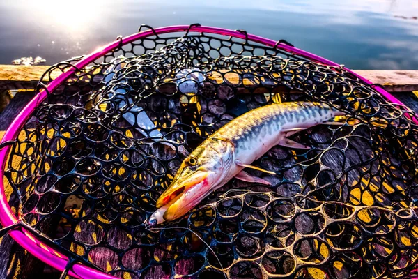 Pesca Del Luccio Sul Lago Pesca Sportiva Attività All Aperto — Foto Stock