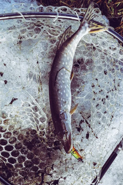 Pike fishing on the lake. Fishing recreation