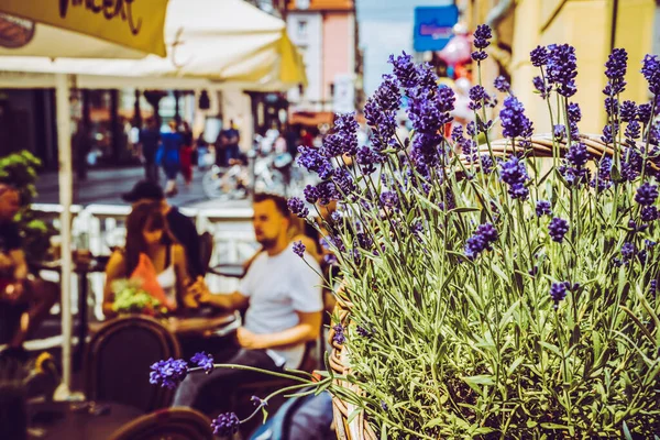 Wroclaw Polen Juni 2019 Wroclaw Husen Och Gatorna Staden Wroclaw — Stockfoto