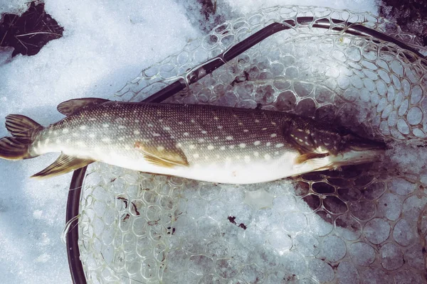 Pesca Del Luccio Sul Lago Attività Ricreative Pesca — Foto Stock