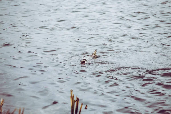 Pike Horgászik Tavon Halászati Szabadidő — Stock Fotó