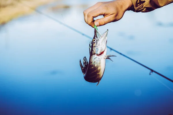 Pesca Lucio Lago Recreo Pesca — Foto de Stock