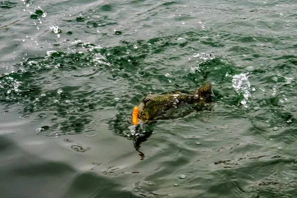 Fishing Fishing Lake — Stock Photo, Image