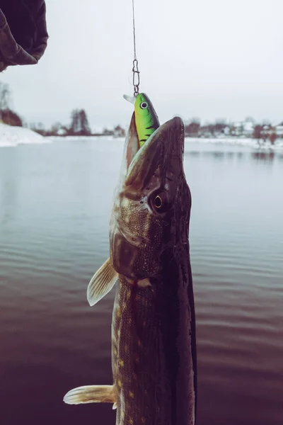 Pike Horgászik Tavon Halászati Szabadidő — Stock Fotó