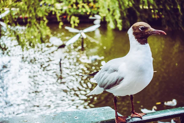 Schöner Grüner Park Kopenhagen — Stockfoto