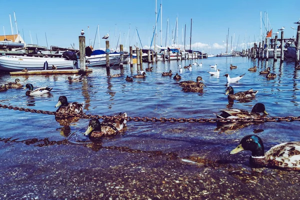 Stora Danmark Köpenhamn Och Havet — Stockfoto