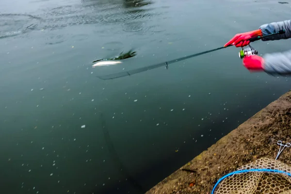 Pesca Alla Trota Sul Lago Pesca Sportiva Attività All Aria — Foto Stock