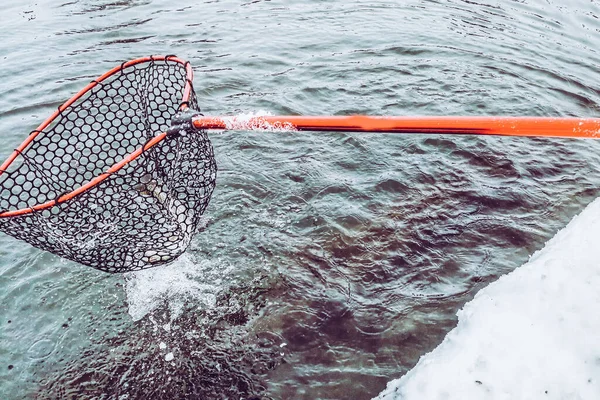 Pesca Truchas Fondo Del Lago —  Fotos de Stock