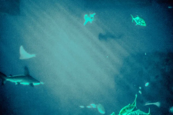 美丽的海底世界的鱼海藻海 — 图库照片