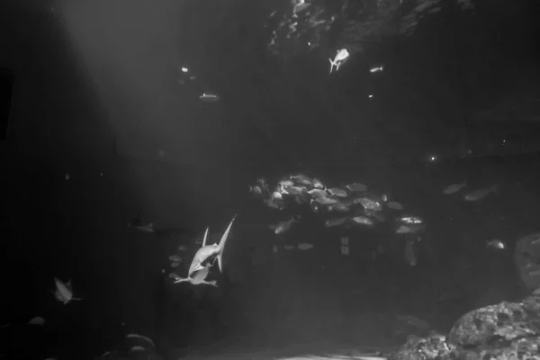 Прекрасный Подводный Мир Морских Водорослей — стоковое фото