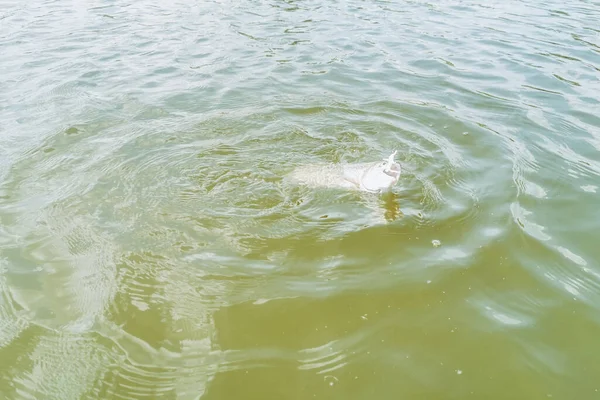 Pesca Truta Lago Pesca Recreação — Fotografia de Stock