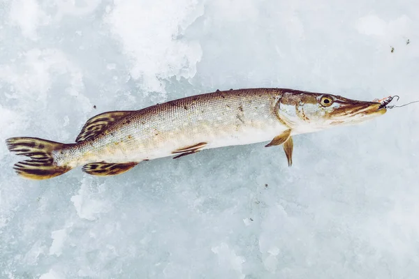 Pesca Fundo Gelo — Fotografia de Stock