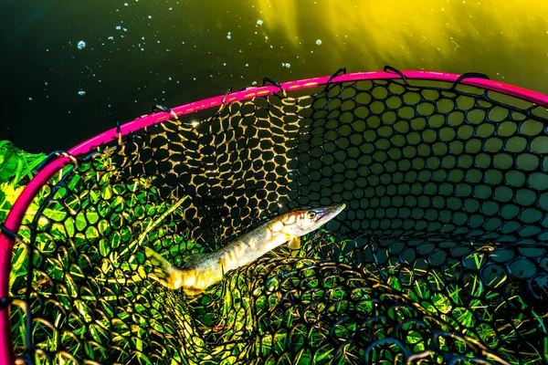 Pike fishing on the lake, sport fishing and outdoor activities