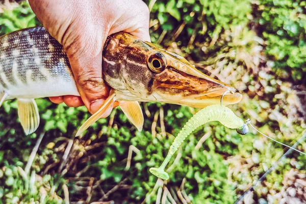 Pesca Riposo Campagna Contesto Sul Tema Della Ricreazione — Foto Stock