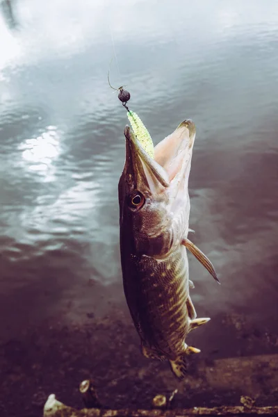 Pesca Del Luccio Sul Lago — Foto Stock