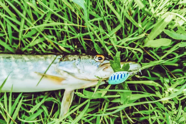 Pesca Descanso Rural Contexto Sobre Tema Recreación —  Fotos de Stock