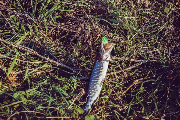 Bra Fångst Dagtid — Stockfoto