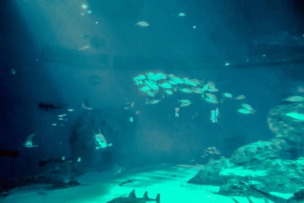 Schöne Unterwasserwelt Der Fische Algen Meer — Stockfoto