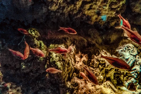 Hermoso Mundo Submarino Peces Algas Marinas — Foto de Stock