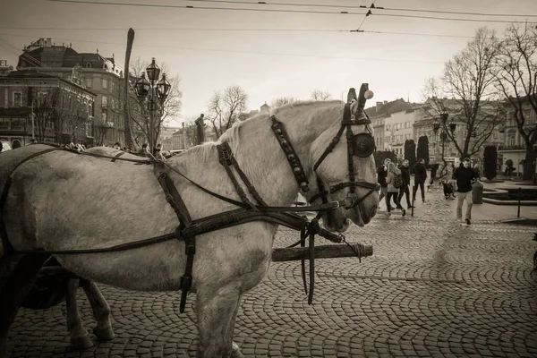 Magnifica Architettura Invernale Lviv Strade — Foto Stock