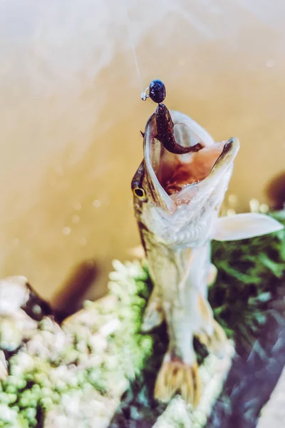 Pesca Descanso Rural Contexto Sobre Tema Recreación — Foto de Stock