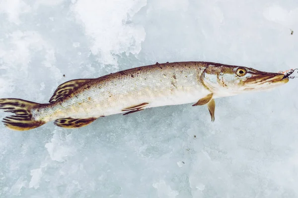 Pesca Del Luccio Sul Lago — Foto Stock