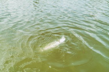 Gölde alabalık avı, balık tutma, dinlenme