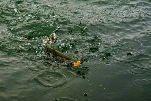 Fishing Fishing Lake — Stock Photo, Image