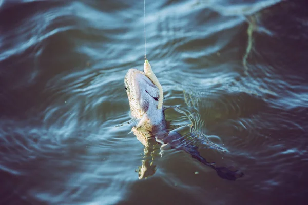 Pesca Truchas Lago — Foto de Stock
