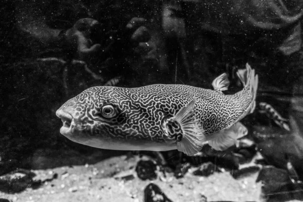 Belo Mundo Subaquático Mar Algas Peixe — Fotografia de Stock