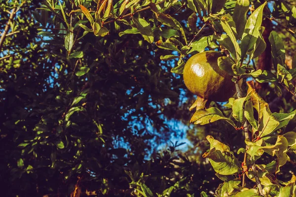 Buah Delima Hijau Pohon — Stok Foto