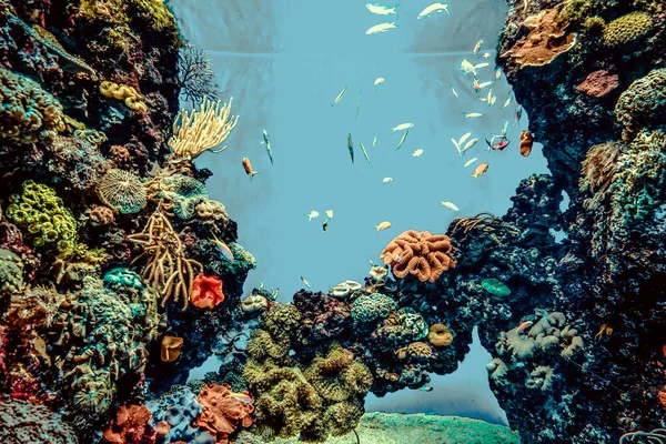 Balık yosunlarının güzel sualtı dünyası