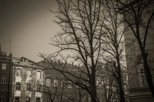 Великолепная Зима Львовская Архитектура Улицы — стоковое фото