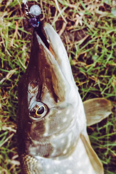 Pesca Esporte Recreação Fundo — Fotografia de Stock