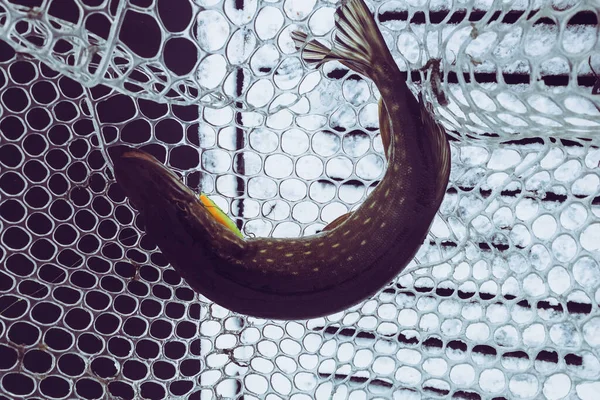 Pesca Lúcio Lago Recreação Pesca — Fotografia de Stock