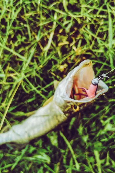 Pesca Lago Natureza Recreação Fundo — Fotografia de Stock