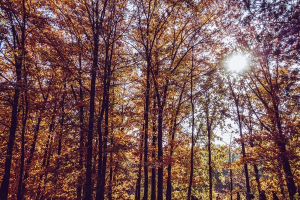 Hermoso Otoño Hermoso Parque Histórico —  Fotos de Stock