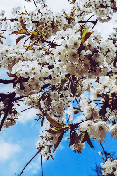 Hermosa Floración Flores Primavera Fondo — Foto de Stock