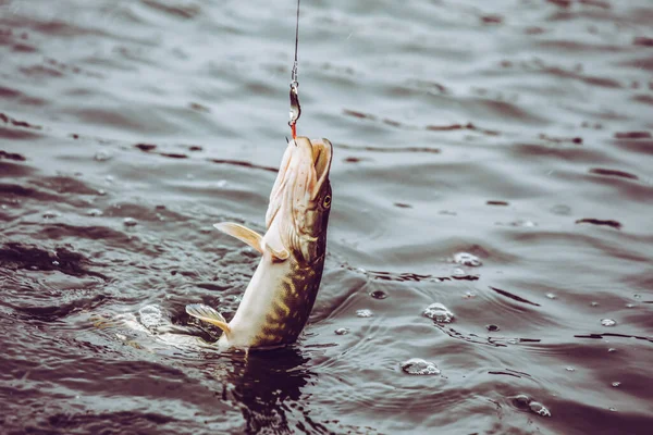 Pesca Lúcio Lago Recreação Pesca — Fotografia de Stock