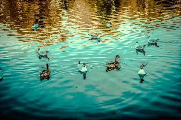 Lagoa Bela Cidade Copenhague — Fotografia de Stock