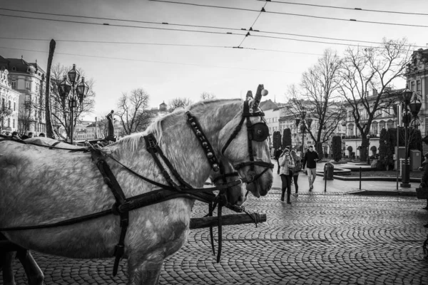 Nádherná Zima Lvov Architektura Ulice — Stock fotografie