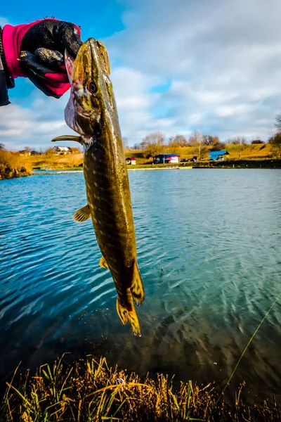 湖上的梭鱼捕捞 体育捕鱼和户外活动 — 图库照片