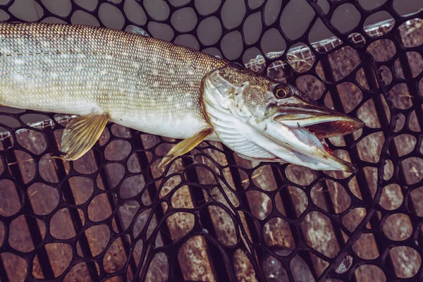 Pesca Del Luccio Sul Lago — Foto Stock