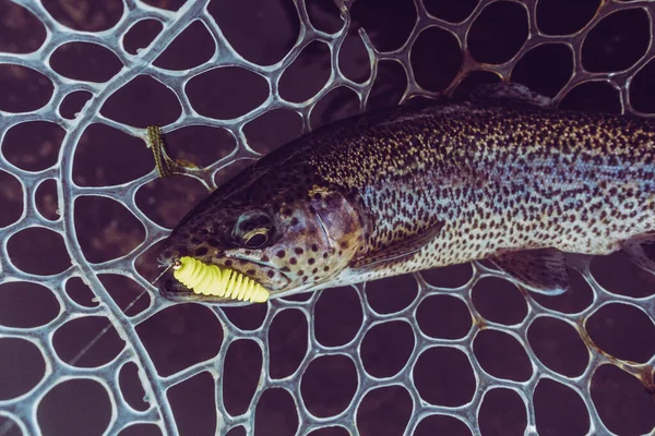 Trout Fishing Lake — Stock Photo, Image