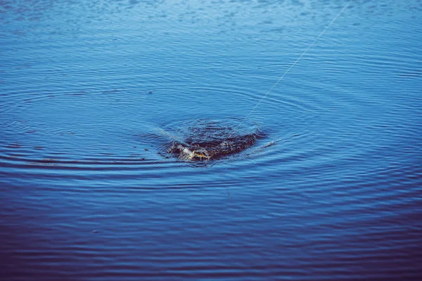 Pesca Lúcio Lago Recreação Pesca — Fotografia de Stock