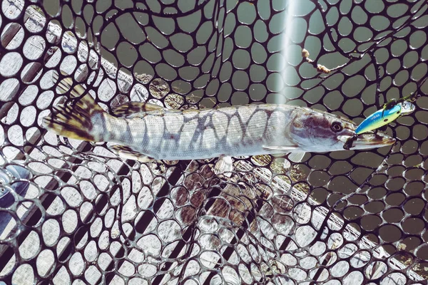 Pesca Lúcio Lago Recreação Pesca — Fotografia de Stock