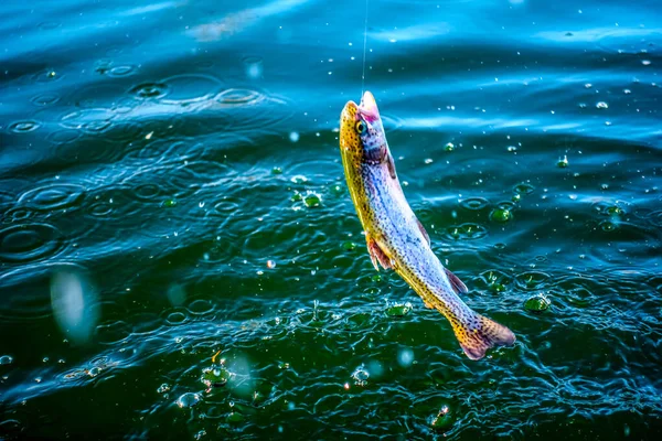 湖上的鳟鱼捕捞 体育捕鱼和户外活动 — 图库照片