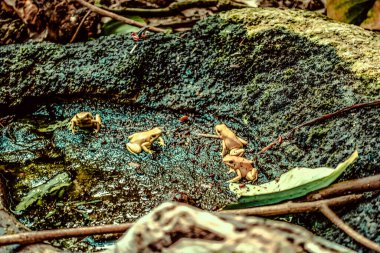 Balık yosunlarının güzel sualtı dünyası