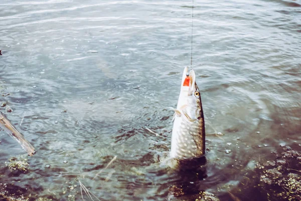 Pesca Deporte Recreación Fondo — Foto de Stock